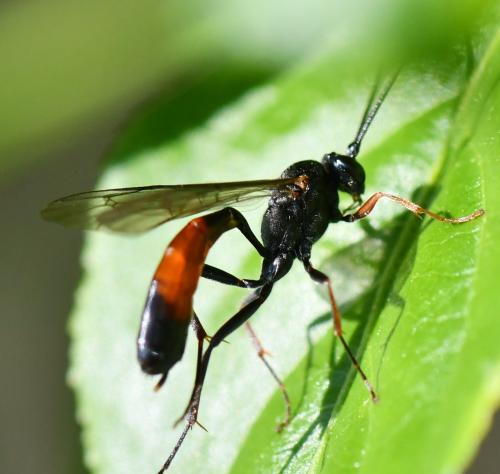 Réf. 280 948 : Campopleginae inconnu